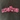 "Muay Thai" Embroidered in pink Thai text